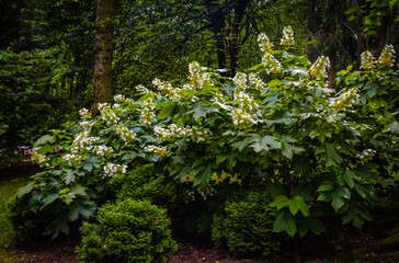 Catalpa Erubescens  - a plant of the Family Bignoniaceae. White flowers with large leaves.