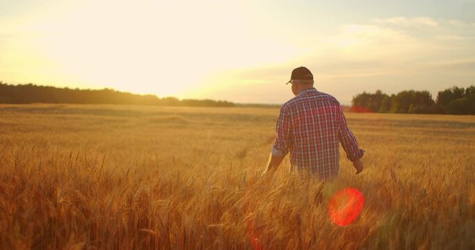 Man agronomist farmer in golden wheat field at sunset. Male looks at the ears of wheat, rear view. Farmers hand touches the ear of wheat at sunset. The agriculturist inspects a field of ripe wheat.
