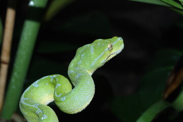 Grüner Baumpython im Terrarium in Deutschland. 