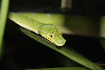 Grüner Baumpython im Terrarium in Deutschland. 