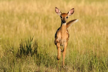 Foto auf Leinwand White-tailed Deer - Fawn © Bernie Duhamel