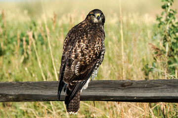 Red-tailed Hawk Pose