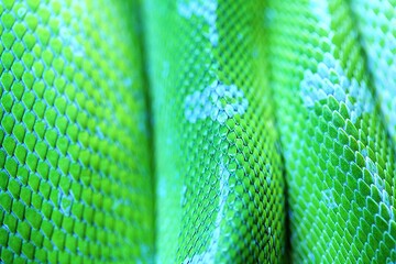 Haut eines Grünen Bampython im Terrarium in Deutschland.