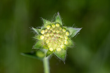 Flower after blooming