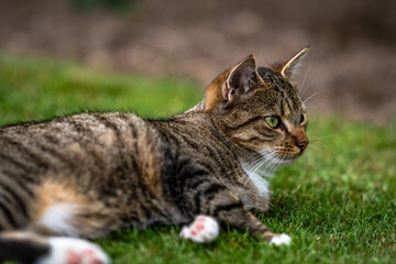 Mit den äugen einer Katze