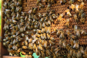 close up of bees in a beehive