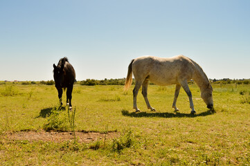 Fototapeta premium horses in the field
