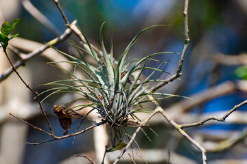 Air plant (Tillandsia), Florida