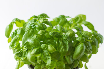 pot of basil on white wooden background