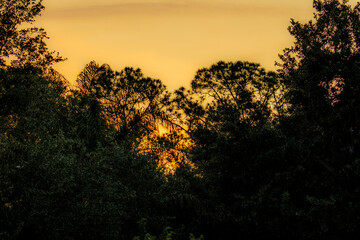 Heart trees at sunset