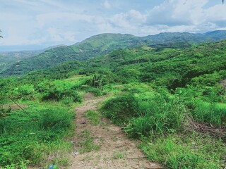 rice field in thailand
