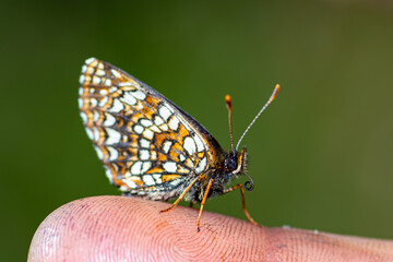 Fototapeta na wymiar White and orange brown butterfly is sitting calm on a finger