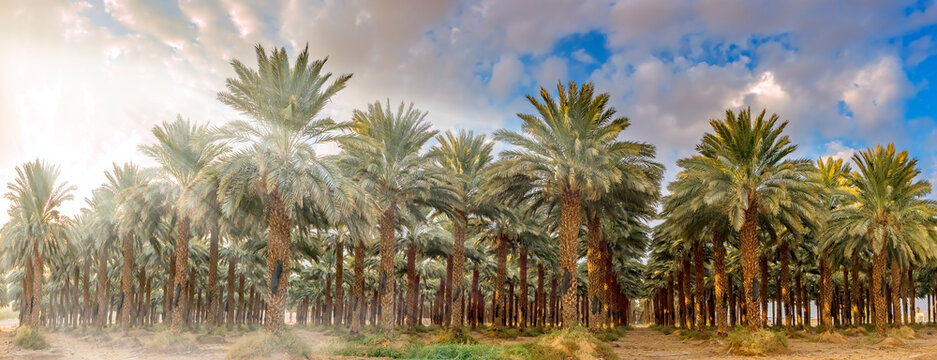 Plantation of date palms for healthy food is rapidly developing  agriculture industry of the Middle East