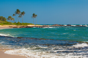 Fototapeta premium tropical beach with palm trees