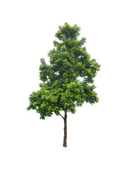 Isolated tree with clipping path on white background / die-cut green leaf tree for garden decoration