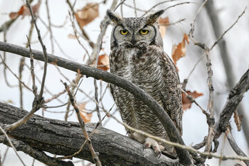 Great Horned Owl Perch