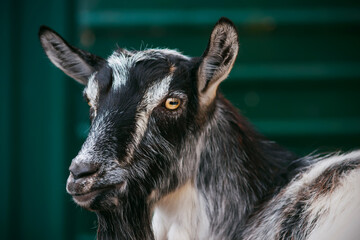 A spotted black-and-white curious goat stands in a pen near a green fence and looks with interest. Livestock.
