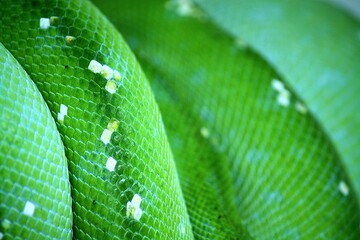 Haut eines Gr&uuml;nen Baumpython (ARU) im Terrarium in Deutschland. 