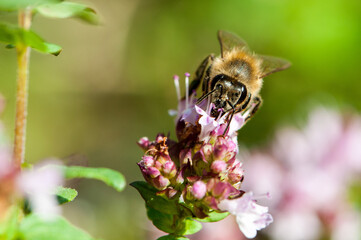 Biene auf Dost-Blüte