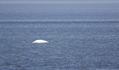 le dos d'une baleine blanche dans le fleuve Saint-Laurent