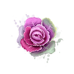 Ornamental kale isolated on white. Digital art illustration of Brassica oleracea. Organic healthy food. Purple leaf cabbage vegetable. Hand drawn plant closeup. Clip art graphic design element