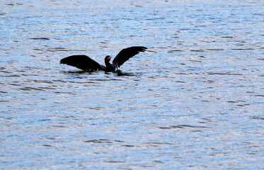 Cormoran à aigrettes sur le fleuve