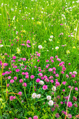 Obraz na płótnie Canvas Wild alpine flowers in the meadow. Bright colours. Close-up view.
