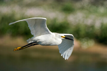 Snowy Egret - Flight