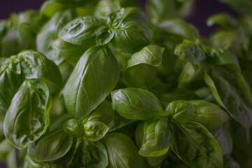 Fresh basil on dark wooden background