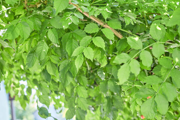 Fototapeta na wymiar leaves kampsis hanging from above in the sun close-up