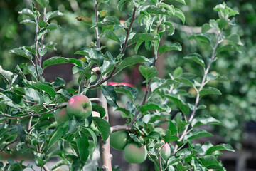 apple tree in a summer cottage under the sun close-up