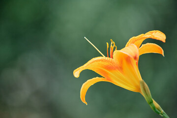 Locust flower, yellow lily in the sun close-up