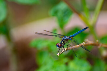 Blue dragonfly