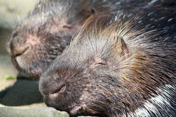Stachelschweine im Aachener Tierpark in Deutschland