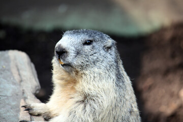Murmeltier im Aachener Tierpark in Deutschland
