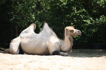 Dromedar Kamel im Kölner Zoo in Deutschland