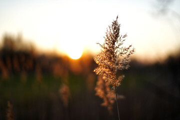 Obraz premium sunset in the grass