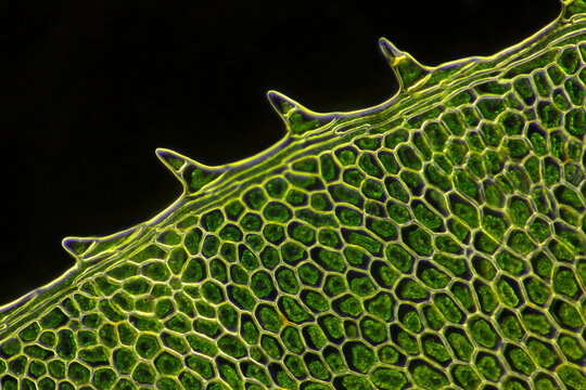 Microscopic view of moss leaf (Plagiomnium affine). Darkfield illumination.