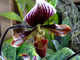 FLOR EXÓTICA