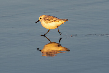 Snowy Plover (Charadrius nivosus) on Nehalem Beach, OR