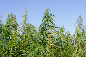 Cannabis plant leaves on blue sky background. Harvesting marijuana
