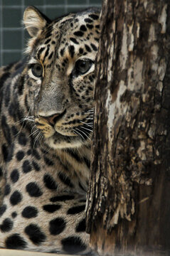 WILD ANIMAL IN ZOOO OF BERLIN