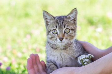 Young tabby kitten in hands against a background of green grass. Hands safely holding a baby kitten