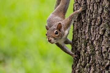 Squirrel on Oak tree, Florida