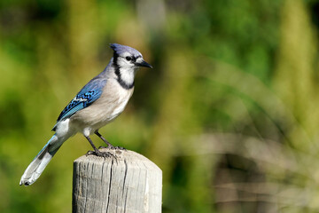 Blue Jay fence