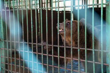 brown bear in the zoo, Sad bear sitting in a cage