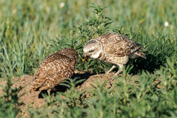 Burrowing Owl Feeding