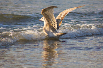 seagull in flight