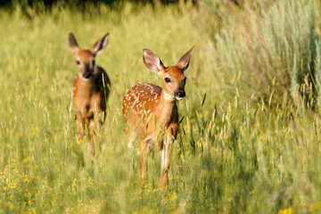 White-tailed deer - fawns