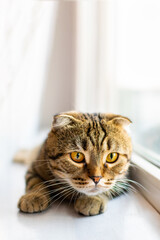 Vertical portrait of a serious gray fold cat with yellow eyes lying on a white windowsill, neatly folding his paws and looking towards the camera against the background of the window. Copy space.